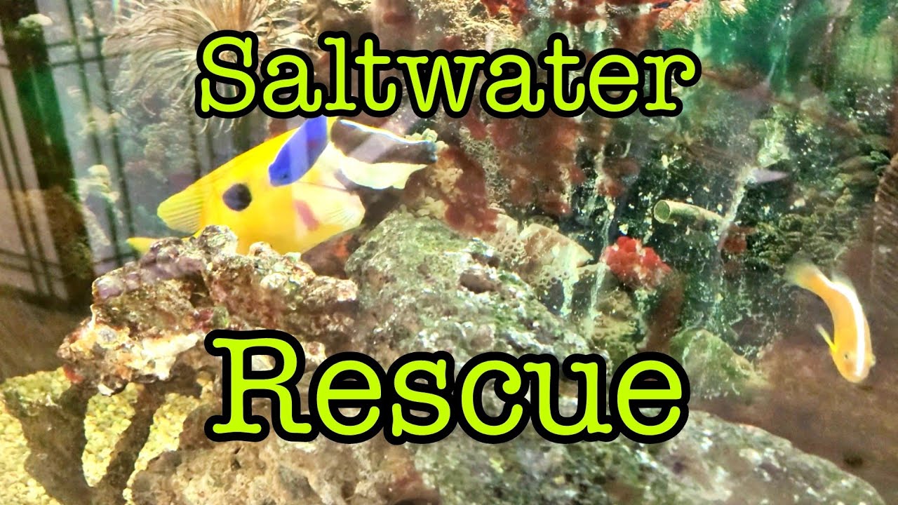Foxface Rabbitfish Rescue and more