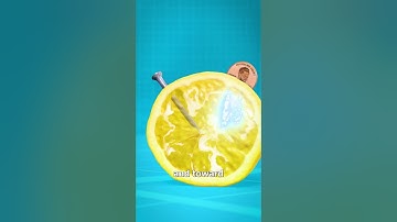 How A Lemon Battery Works 🤔