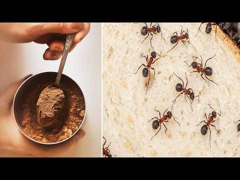 This Kitchen Ingredients DESTROYED Entire Ant Colony in 24 Hours | Exterminators HATE This