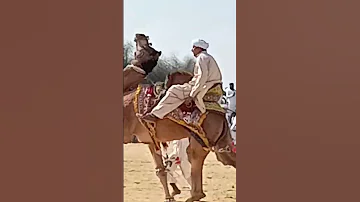 Kamel Dance In Rohi Cholistan 