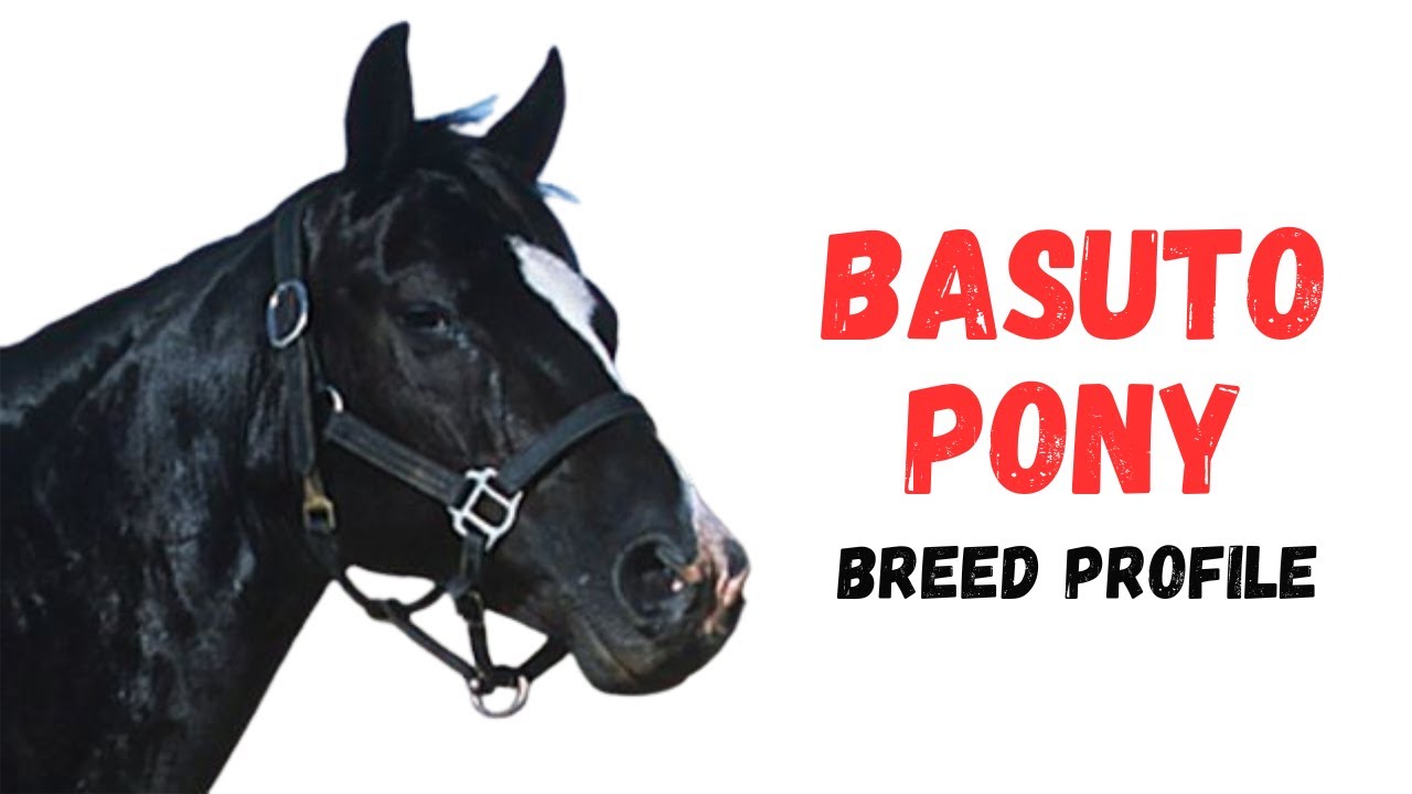 Basuto Pony Horse Breed Profile History - Price - Characteristics - Training - Grooming