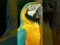 The Most Beautiful Birds in the World 🐦✨ | 60 Seconds of Pure Nature #4kvideo #nature #animals