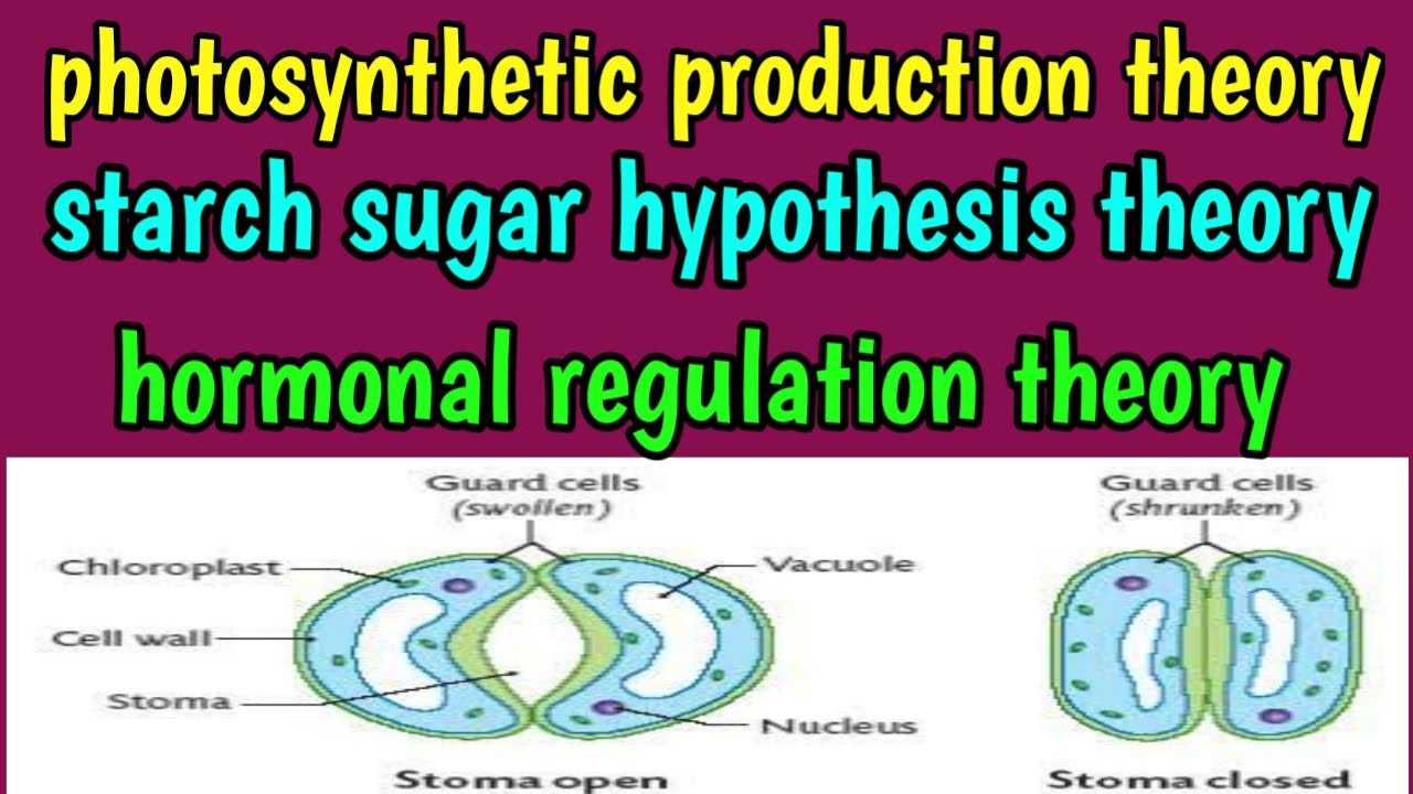 starch sugar hypothesis pdf