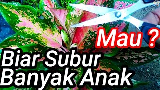 Tips Ringan Merawat Aglaonema Subur Beranak Banyak