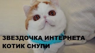 Звездочка Котик Снупи Snoopy cat Звездочка Котик Снупи Snoopy cat
