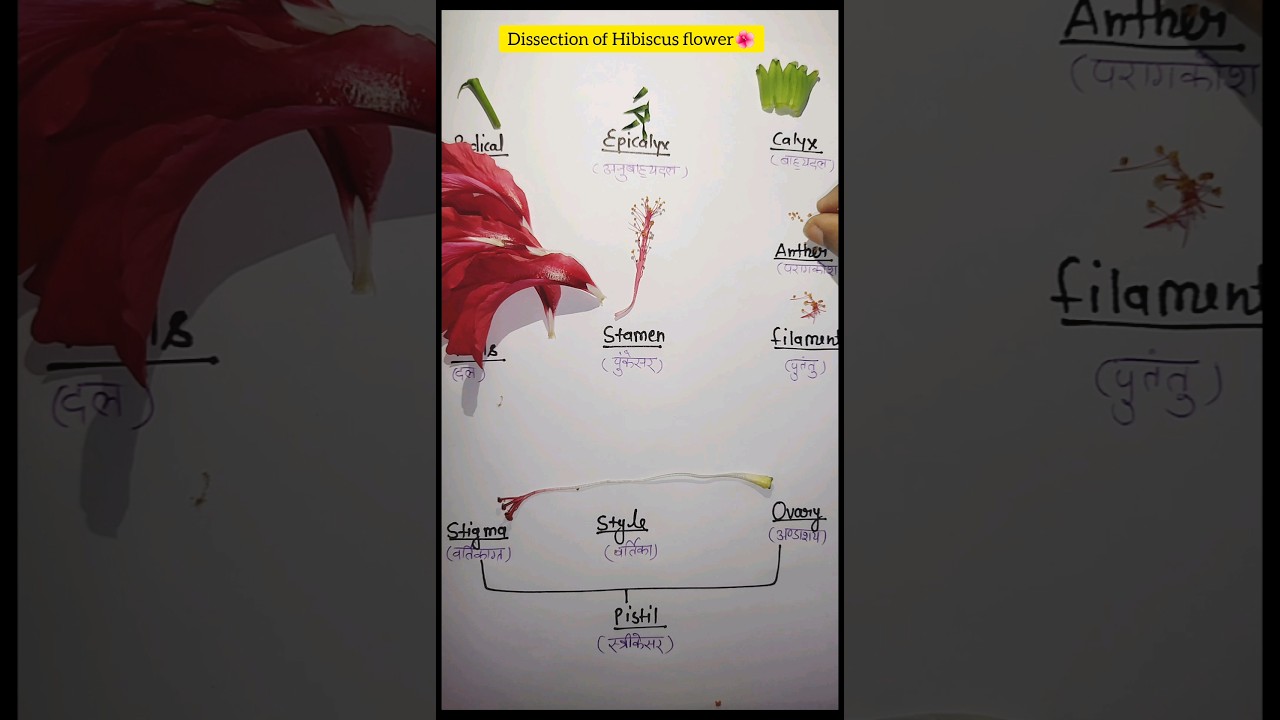 Dissection of Hibiscus flower/Hibiscus Rosa sinesis/Hibiscus dissection/parts of flower#shorts#viral
