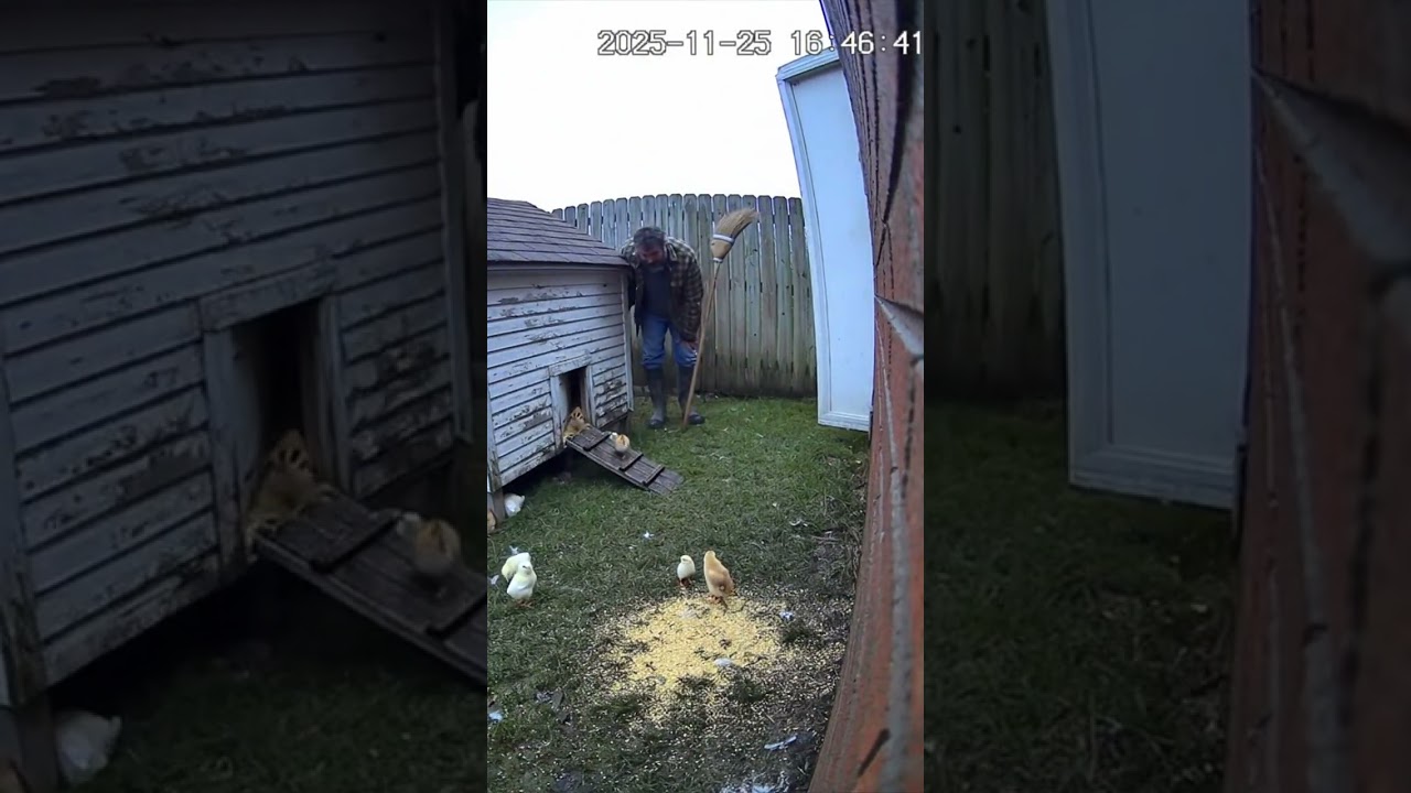 Hawk Attack FAIL on Baby Chicks! Caught on Backyard CCTV 
