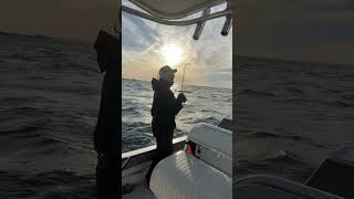 Catching Striper Using the Nomad Design Live OPS Double Down with Mike Roy @reelcastcharters1306