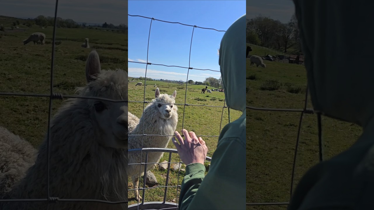 Alpaca Vs Weird Kid