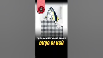 Cá Ngừ Có Bao Giờ Ngủ Không? Sự Thật Khiến Bạn Bất Ngờ! 😲 #shorts #kiếnsĩ