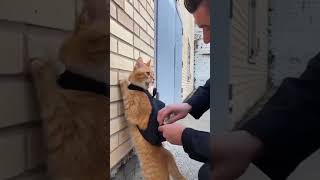 Он не виноват, просто лосось очень вкусный #юмор #котики #ии #приколы