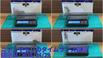 【Memorandum】 2025年04月29日 RPi-Cam-Web-Interfaceを用いたニホンヤモリのTimelapse観察