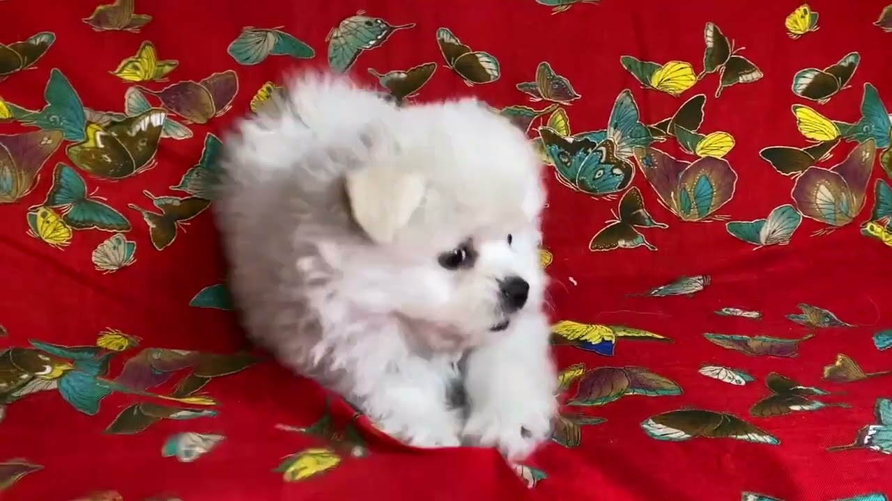 東京都のミックス犬 女の子 22 03 21生まれ クリーム ホワイト 子犬id ブリーダーナビ