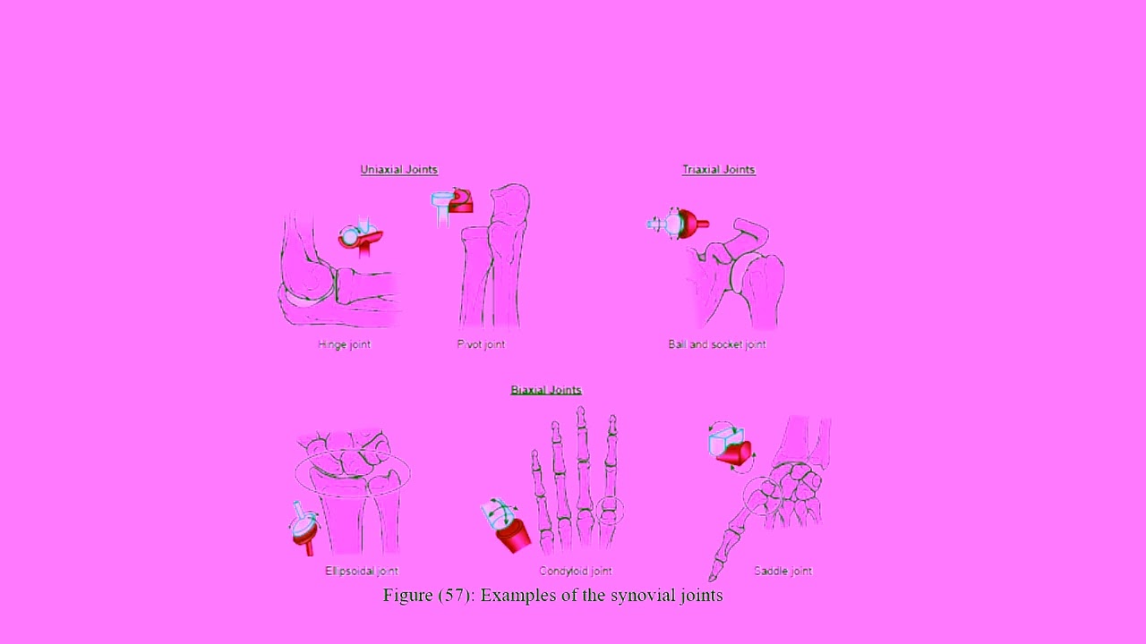 Biomechanics of joints