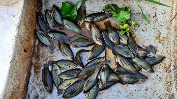 câu cá sặc rằn, trúng bầy cá già giật sướng tay @TAMCARO