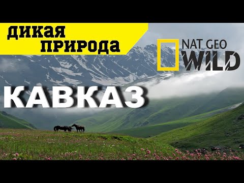 Дикая Природа России. Кавказ. Документальный Фильм