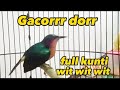 Kolibri wulung gacor full isian