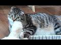 子猫とワンちゃんの不思議な鳴き声を聞いたニャンズたちのリアクションがコチラ🤣🤣🤣