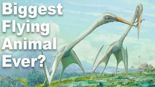 What Was The Biggest Flying Animal Ever? by Ben G Thomas 119,078 views 4 weeks ago 32 minutes