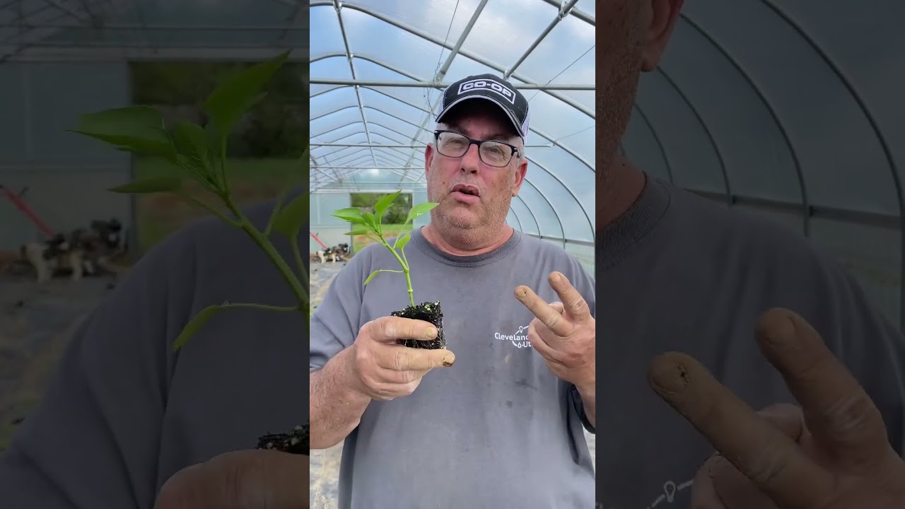 3 Mistakes To Avoid When Planting Peppers Gardening Bellpeppers Shorts