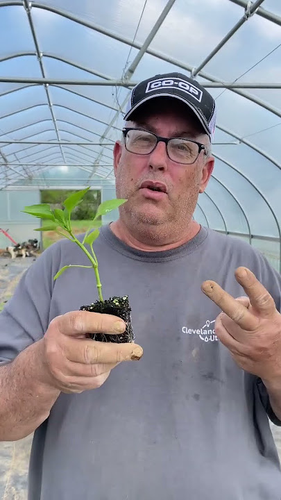 3 Mistakes to Avoid when Planting Peppers!!! #peppers #gardening #bellpeppers #shorts