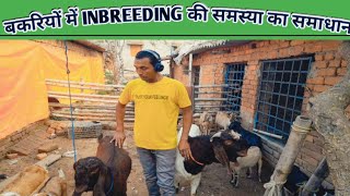 बकरियों में IN BREEDING की समस्य का समाधान | IN BREEDING PROBLEM IN GOAT | देसी ईलाज | goatfarming