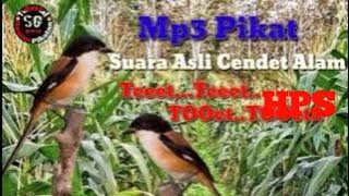 Suara Asli Cendet Alam,Suara Pikat Burung Cendet Terbaik