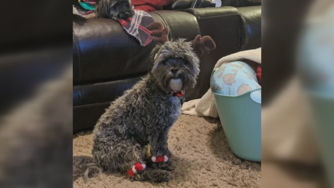 Family offering reward for dog who escaped from Phoenix vet - YouTube