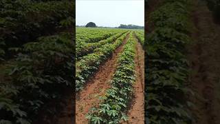 Frutos de la Reforma Agraria en Pto. Lleras - Meta