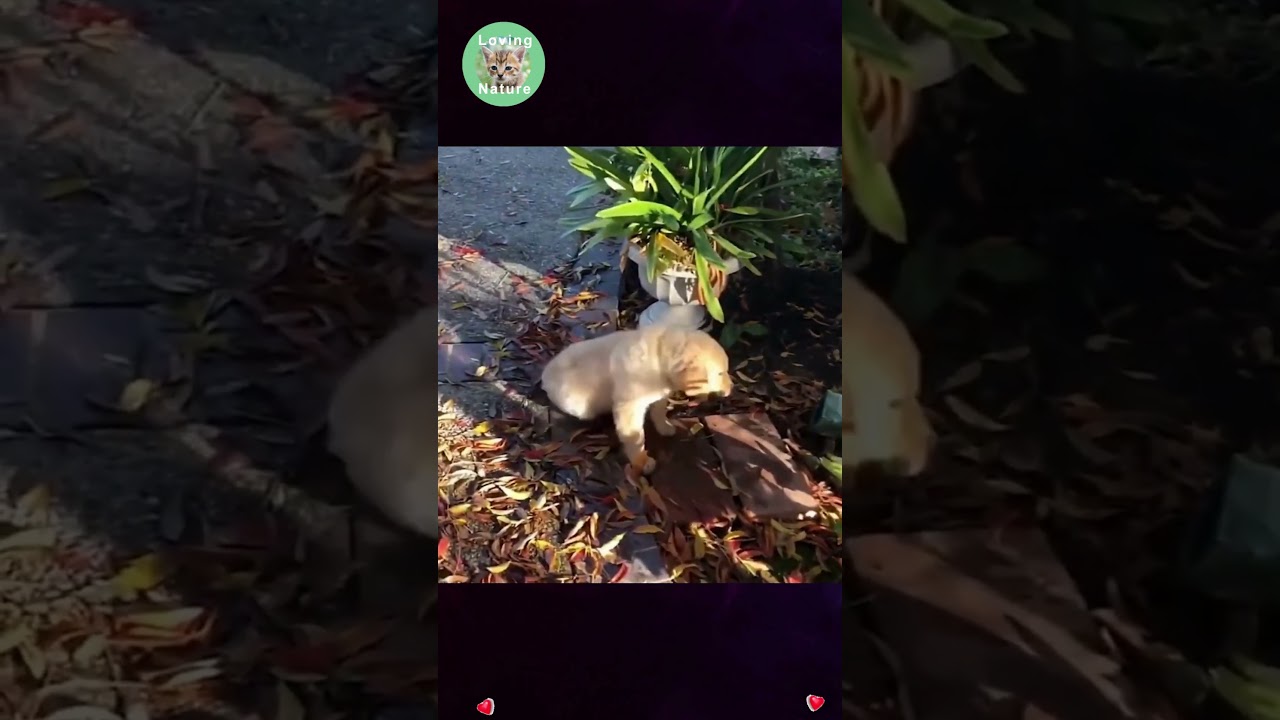 Meravigliosi Animali : Una Esilarante Avventura tra la Bellezza e il Divertimento puro ! 😍😍 # shorts