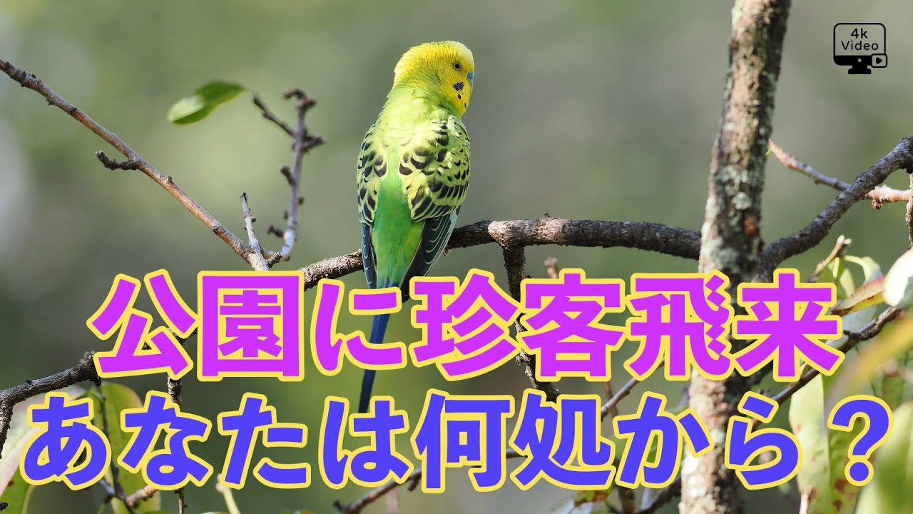 せきせいいんこ YouTube
