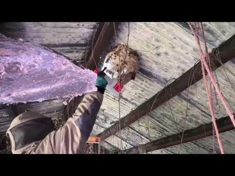 A hornet's nest stuck in the barn. She tried to get rid of it herself—bad idea