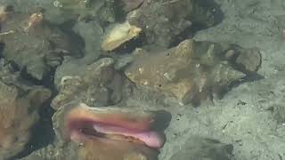 Beachcombing with Blaze, Season 2, Episode 10