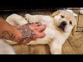 PUPPIES FIRST BELLY RUBS | CUTE COMPILATION!!