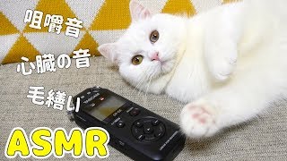【音フェチ】飼い猫の生活音を色々と録音してみた！【ASMR】