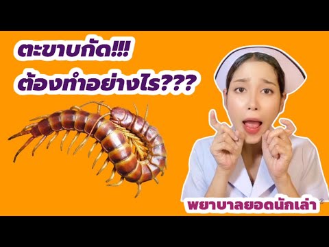 โดนตะขาบกัด!!! ต้องปฐมพยาบาลยังไงให้ถูกวิธี