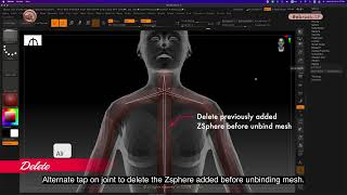 ZB_18.21 | Adding ZSpheres after binding mesh to hold chest mesh in place.