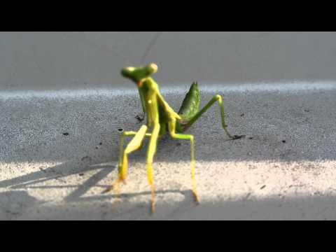 Praying Mantis Attack!