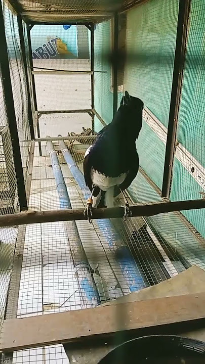 tembakan brutal kacer IBRAHIM TRAORE 1 nafas 5 lagu istimewa bikin juri melongo #kacerkonslet