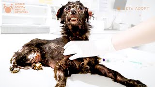 Tiny Skinny Dog With Skin Disease Crawling Under Cars Was Looking For Help! What Did Viktor Do? by World Animal Awareness Society 20,773 views 3 months ago 54 minutes