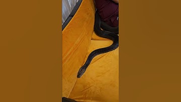 reticulated python golden child #reticulatedpython #snake #goldenchildpython