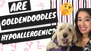 Are Goldendoodles hypoallergenic?