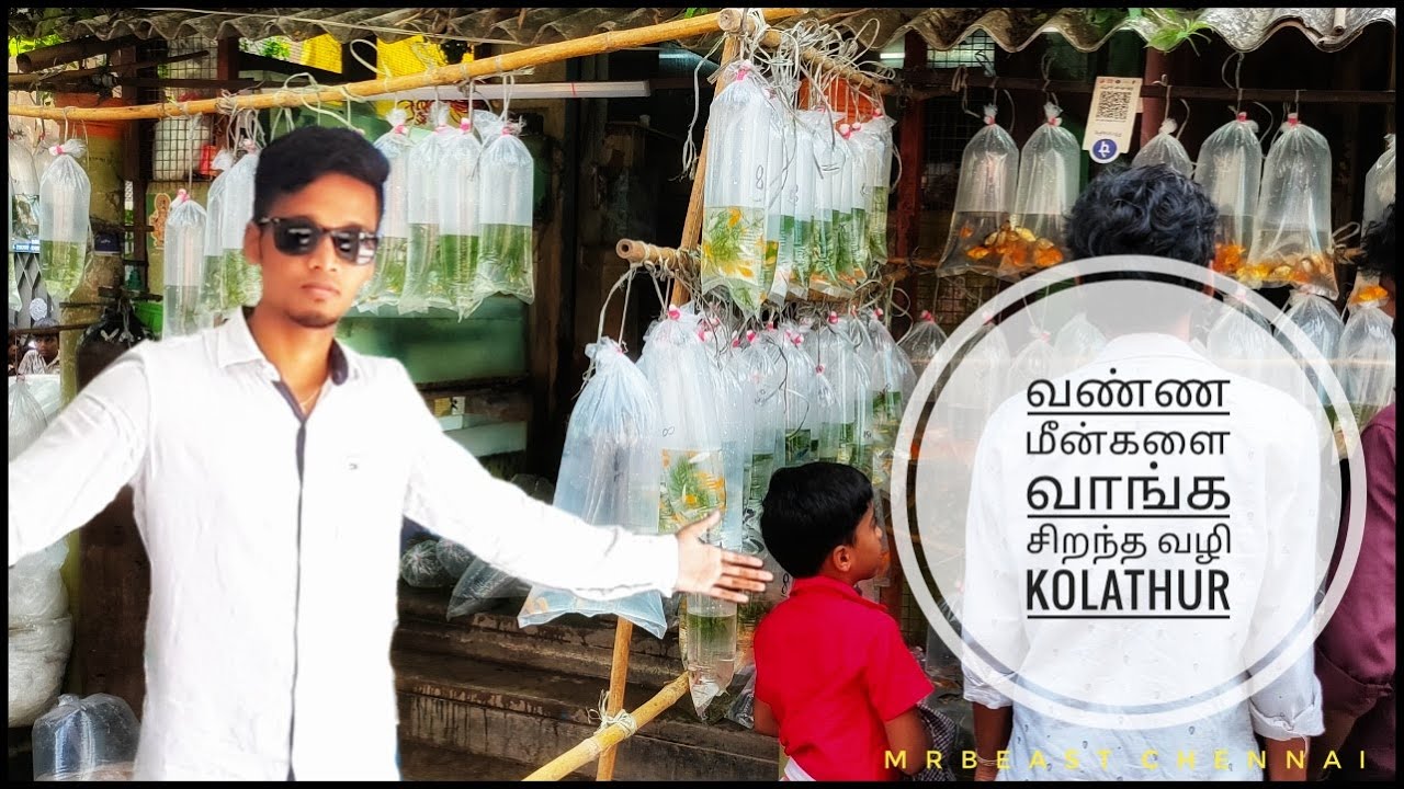 Sunday Packet fish Sale on Kolathurfish Price detailsfish tank price