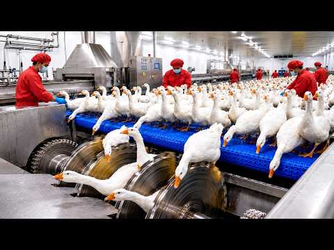 Inside Pillow Factory: From Duck Feathers to Luxury Pillows