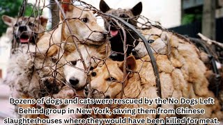 Rescues Dogs from Chinese Meat Trade ?