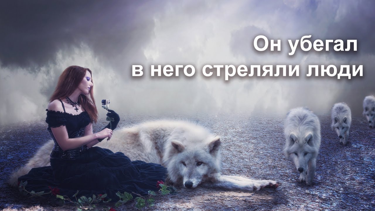 Одинокая волчица канал дзен