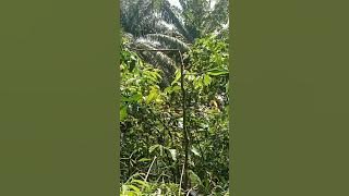 mikat burung ciung air,SALAM LENGKET LURRRR👍