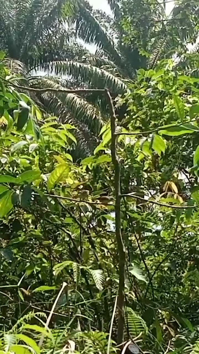 mikat burung ciung air,SALAM LENGKET LURRRR👍