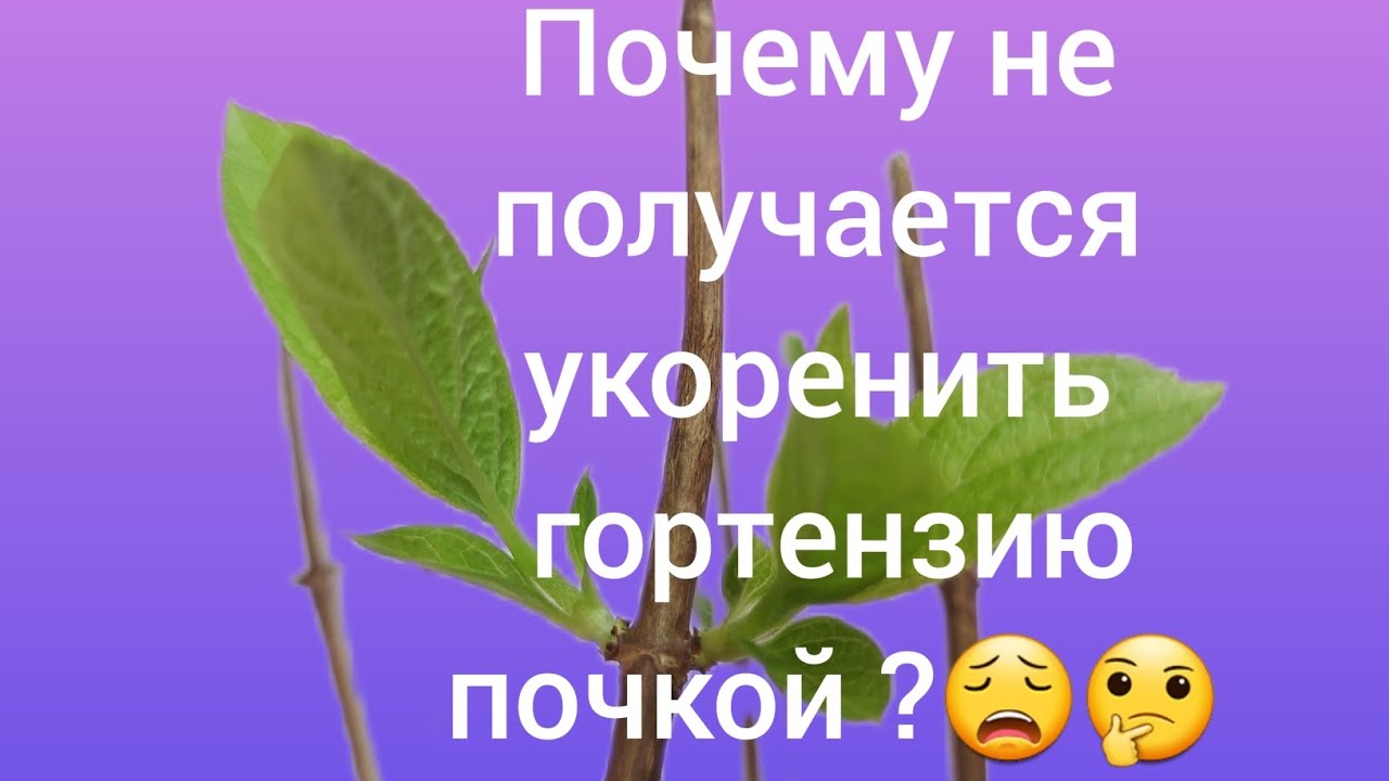 ОСНОВНЫЕ ОШИБКИ ⚡ПРИ УКОРЕНЕНИИ ГОРТЕНЗИИ ПОЧКОЙ. Показываю как сделать ,что бы получилось💯👌