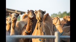 Camelicious | Meet the Producers